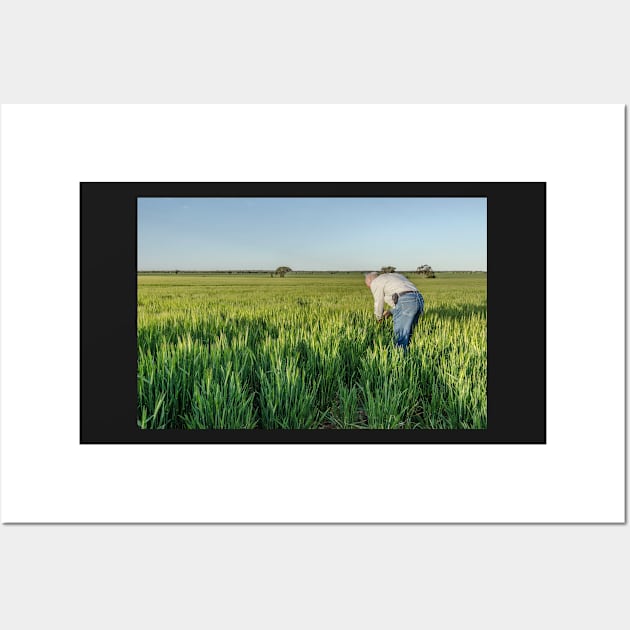 Barley fields Wall Art by Bevlyn